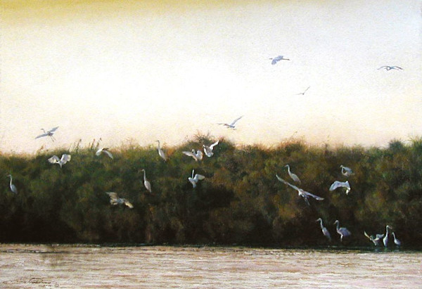 Great White Egrets at Sunset by Dino Paravano, Image 1.