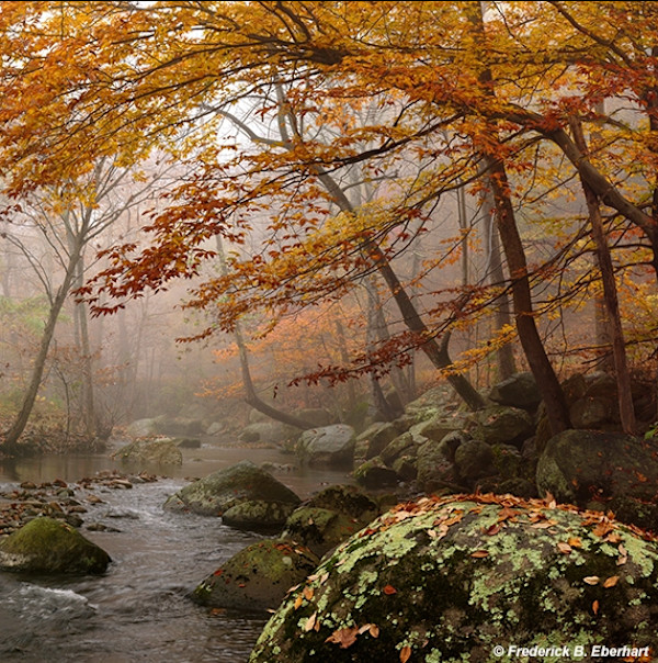 Robinson River Elms by Frederick Eberhart, Image 1.