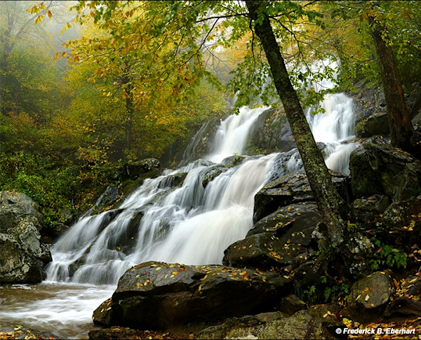 Autumn Bloom on the Hogcamp Branch by Frederick Eberhart, Image 1.