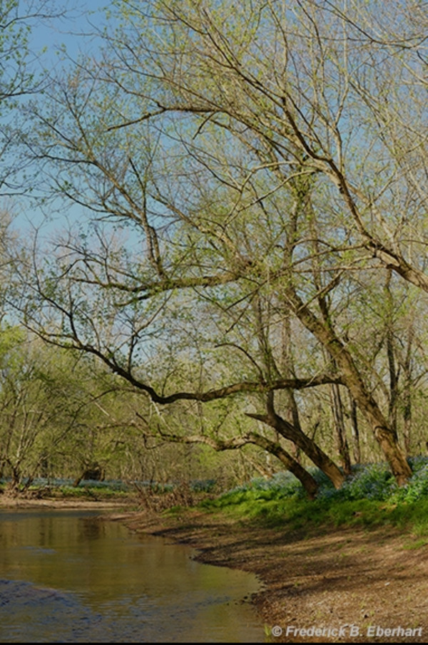 Rites of Spring, Cedar Run by Frederick Eberhart, Image 1.