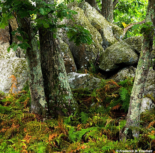 Blue Ridge Rock Garden by Frederick Eberhart, Image 1.