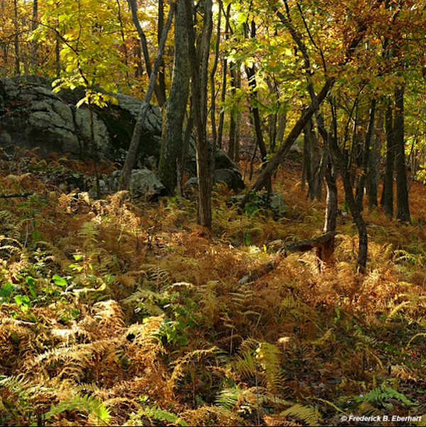 Autumn Bed on Blueridge by Frederick Eberhart, Image 1.
