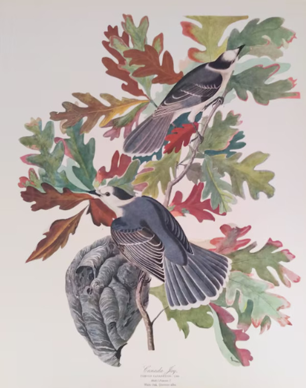 Canada Jay by John J Audubon, Image 1.