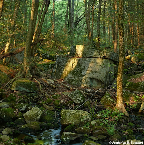 In the Woods by Frederick Eberhart