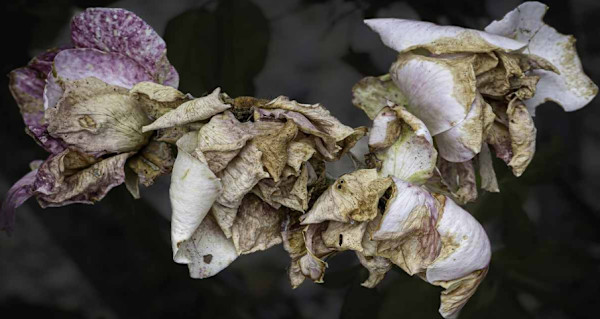 Brown and White Decay by Derek Rath, Image 2.