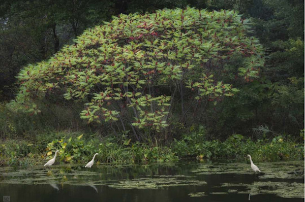 Forest Pool by Derek Rath, Image 2.