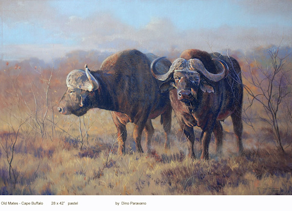 Cape Buffalo by Dino Paravano, Image 1.