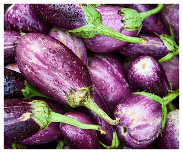 Eggplant Photo, Image 1.