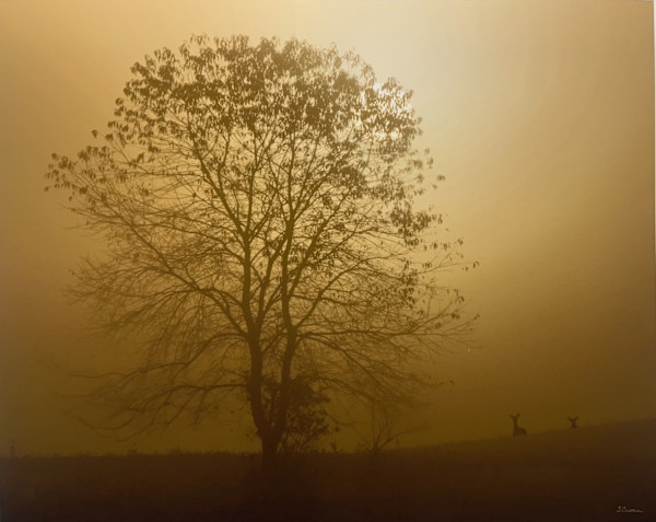Golden Morn, Image 1.