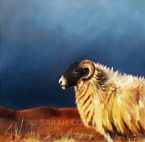 Sheep at Steel Rigg  (II) by Sarah Corrigan