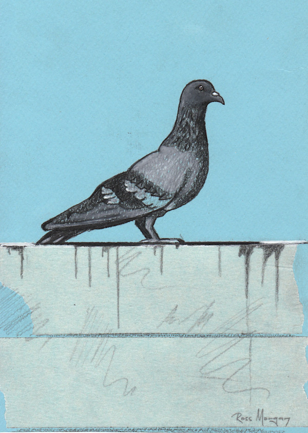 PIGEON ON WALL by Ross Morgan, Image 1.