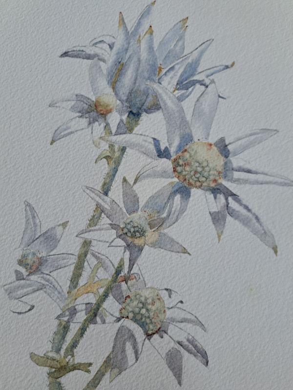 A Study of Flowers by M Gathercole