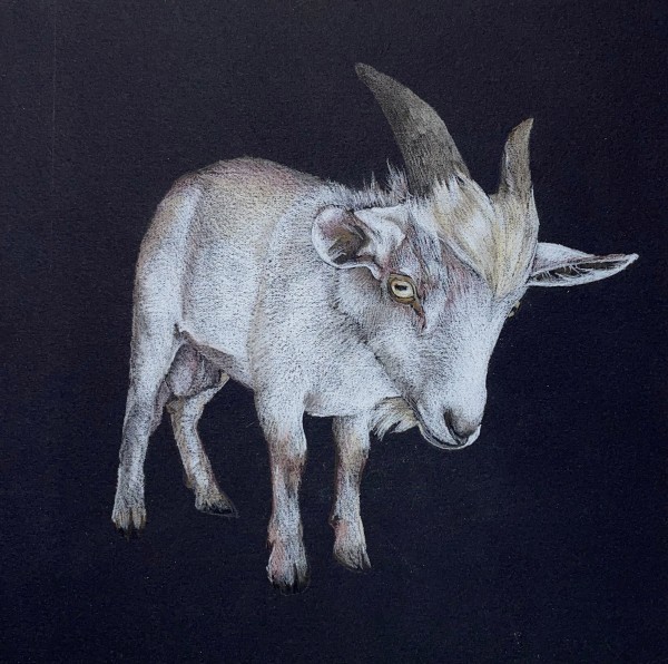 Goat by Ellen Cornett