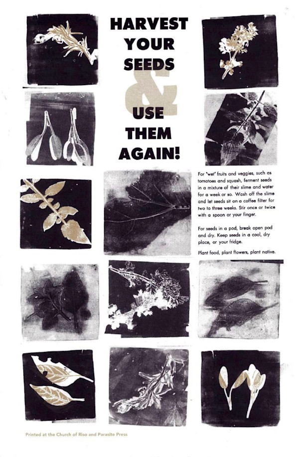 Harvest Your Seeds and Use Them Again