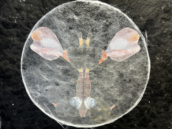 Wild Silk Moth by Elsabé J Dixon, Image 1.