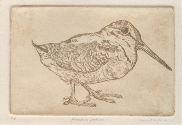 American Woodcock by Ikumi Kayama