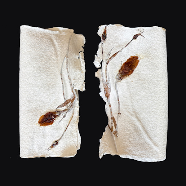 Lilies Couplet Book I by Yvette Grutter, Image 5.