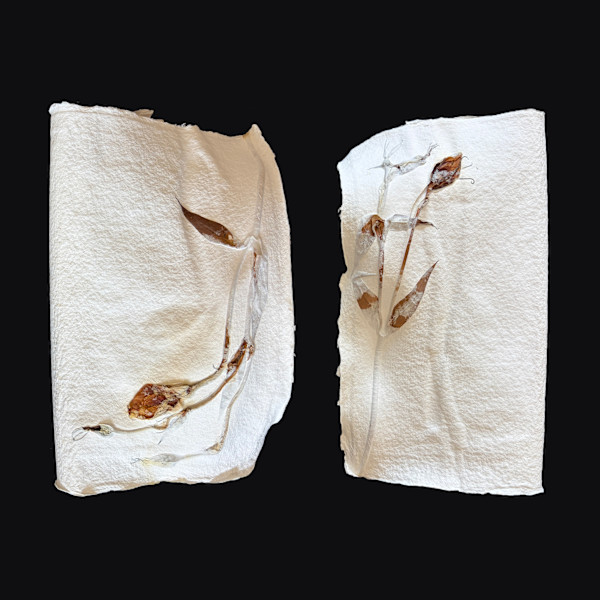Lilies Couplet Book IV by Yvette Grutter, Image 4.