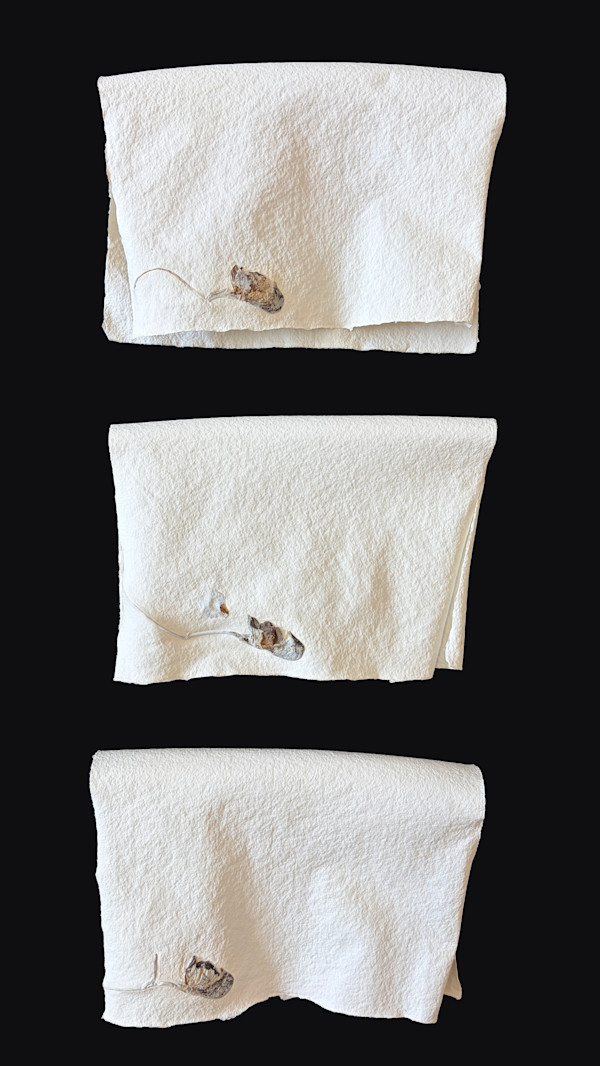 Delphiniums Poem | Tercet IV by Yvette Grutter, Image 14.