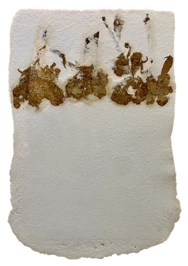 Cockscomb Belly by Yvette Grutter, Image 1.