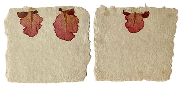 One-Plus-One - Three Cabbages by Yvette Grutter, Image 1.