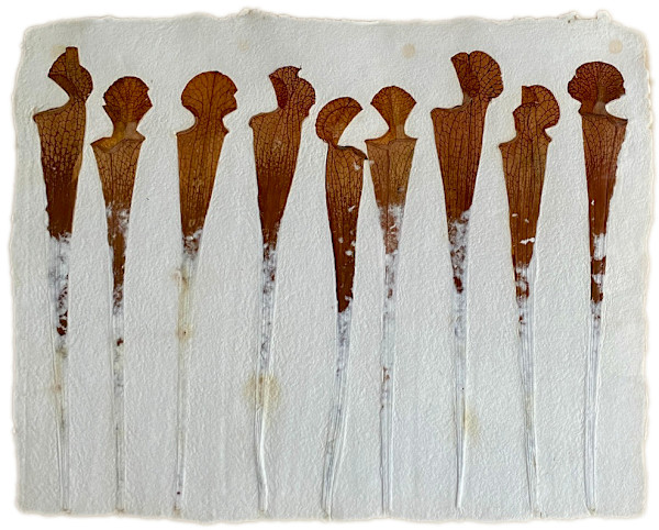Sarracenias by Yvette Grutter, Image 1.