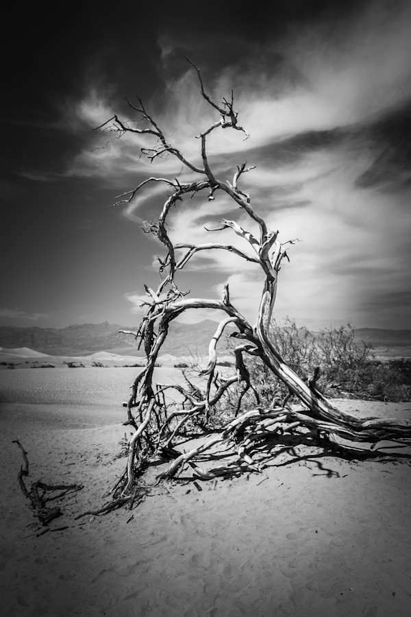 Death Valley - Dead Tree Combing Clouds by Juan Matorras