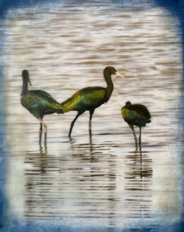 Glossy Ibis, Encaustic by Barbara Talbott