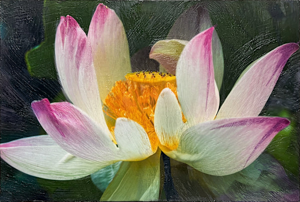 Lotus Blossom by Barbara Talbott