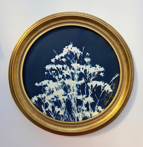 Round fynbos flowers by CELINE LEFORT, Image 2.