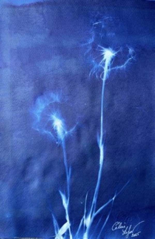 Made a wish 8 by CELINE LEFORT