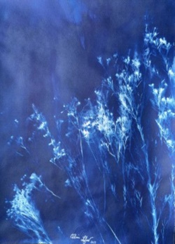 Fynbos 1 by CELINE LEFORT