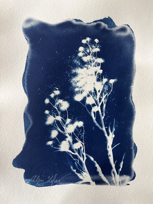 Little Pom-Pom by CELINE LEFORT