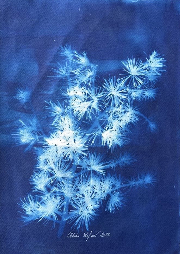 Pine by CELINE LEFORT