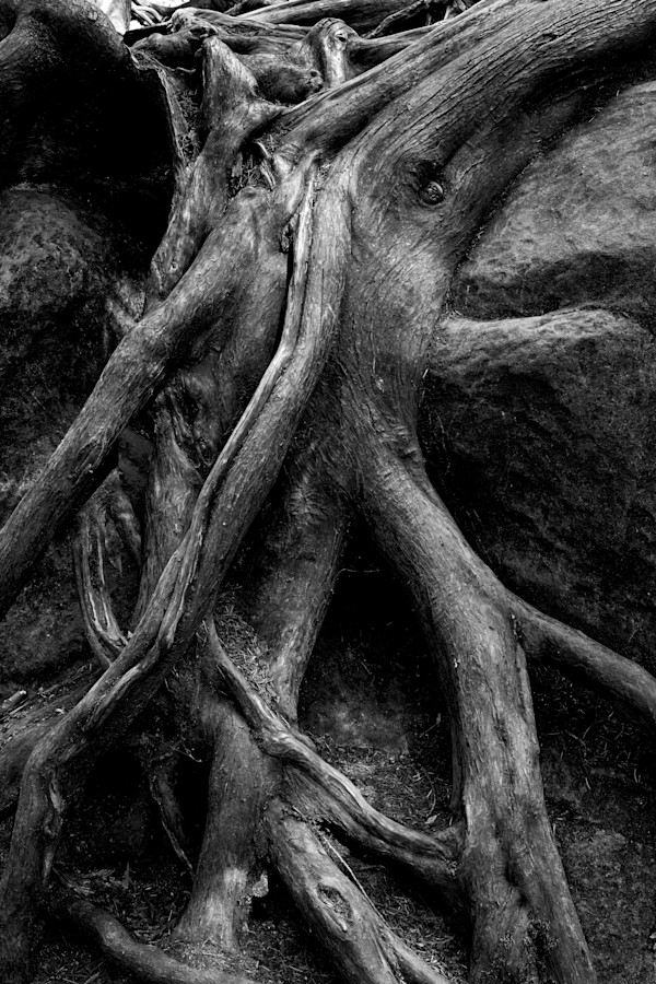 The Wood Kraken 1/10 by Bryan Sabol