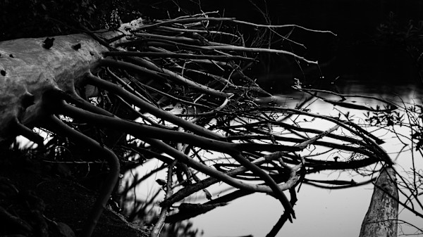 The Woodwalker 1/10 by Bryan Sabol