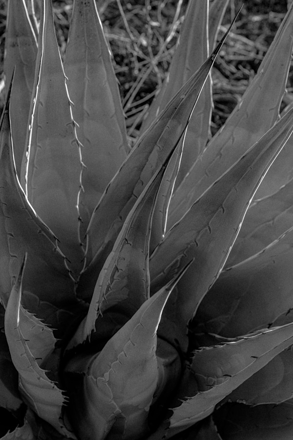 Silver Agave 1/10 by Bryan Sabol
