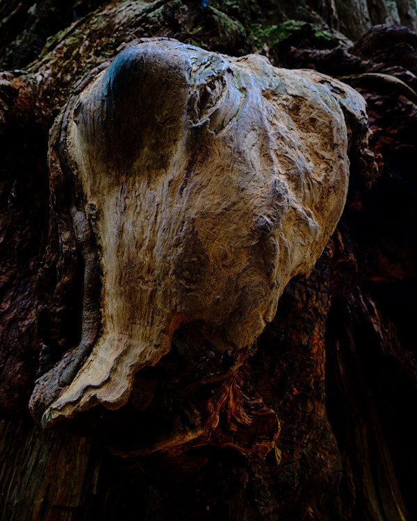 Redwood Burl #1 2/10 by Bryan Sabol