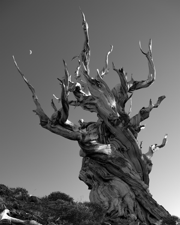 20x16 Print, edition image.