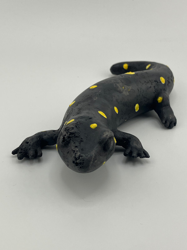 Salamander by Eden Handley