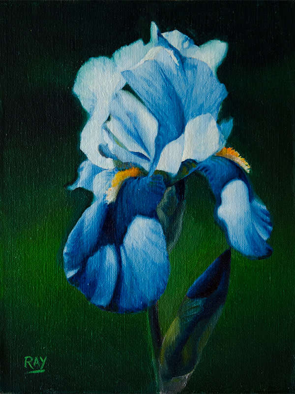 Blue Iris Study by Alan Douglas Ray