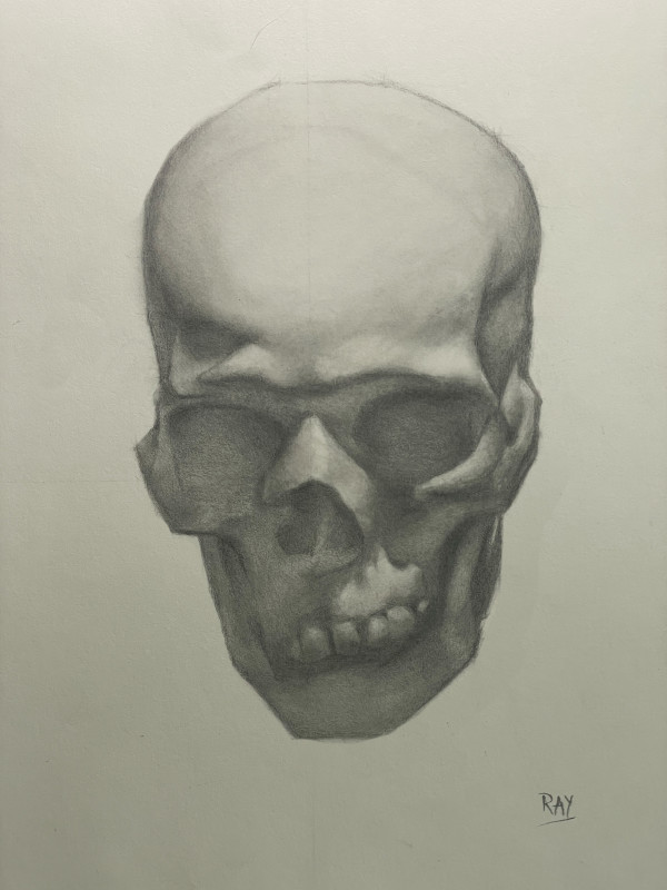 Skull Study, after Colleen Barry by Alan Douglas Ray