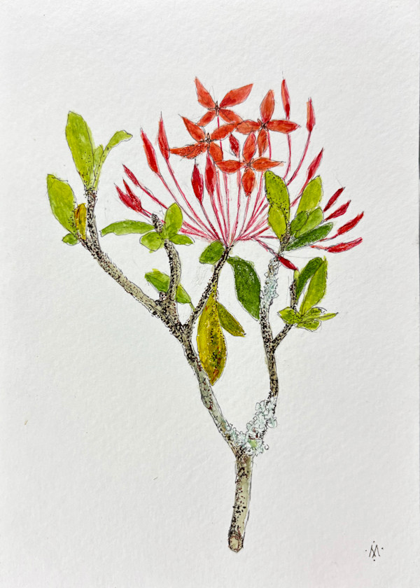 Red Ixora Flowers by Martha Lee Turner
