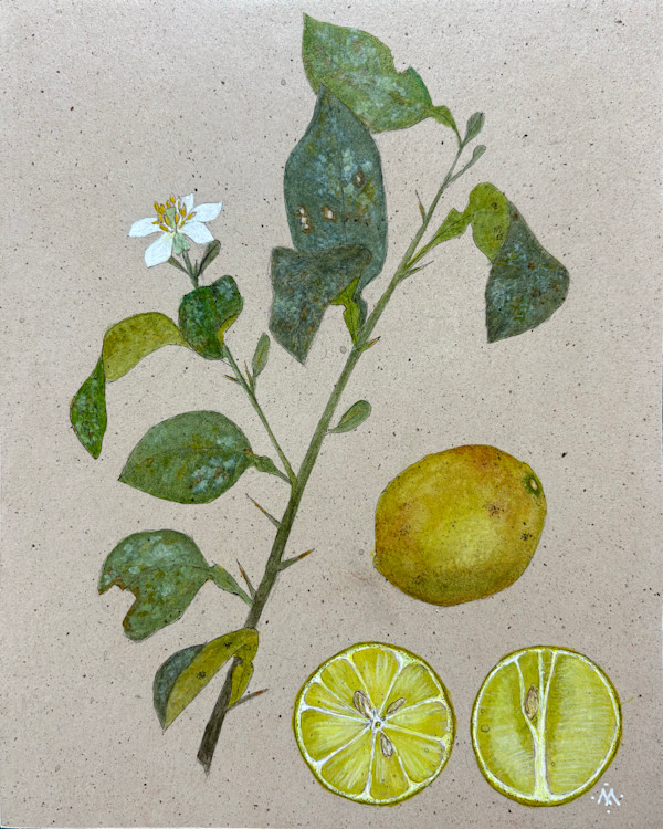 Lime Branch with Flower and Limes by Martha Lee Turner