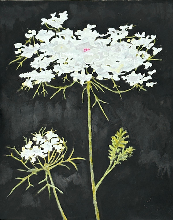 Queen Anne's Lace with Bud by Martha Lee Turner