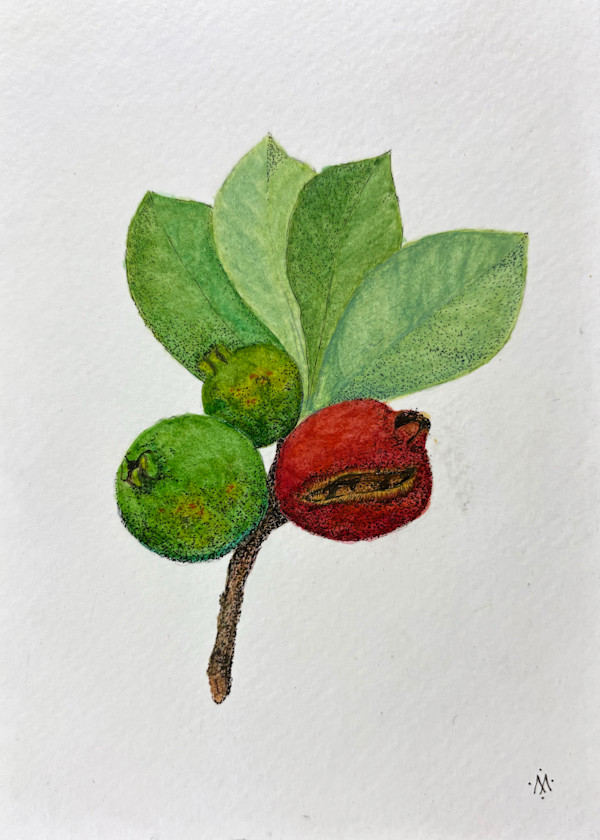 Cherry Guava (Psidium cattleyanum) by Martha Lee Turner