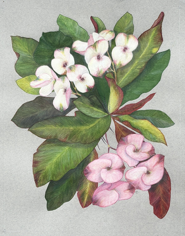 White Crown of Thorns 4 by Martha Lee Turner, Image 1.