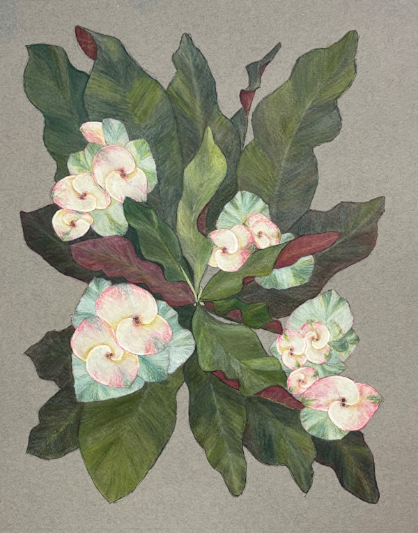 White Crown of Thorns 2 (Euphorbia milii) by Martha Lee Turner