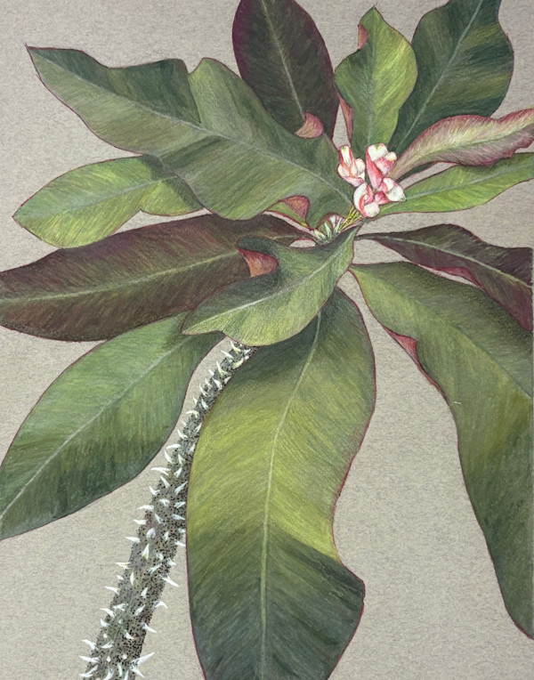 White Crown of Thorns 3 (Euphorbia milii) by Martha Lee Turner