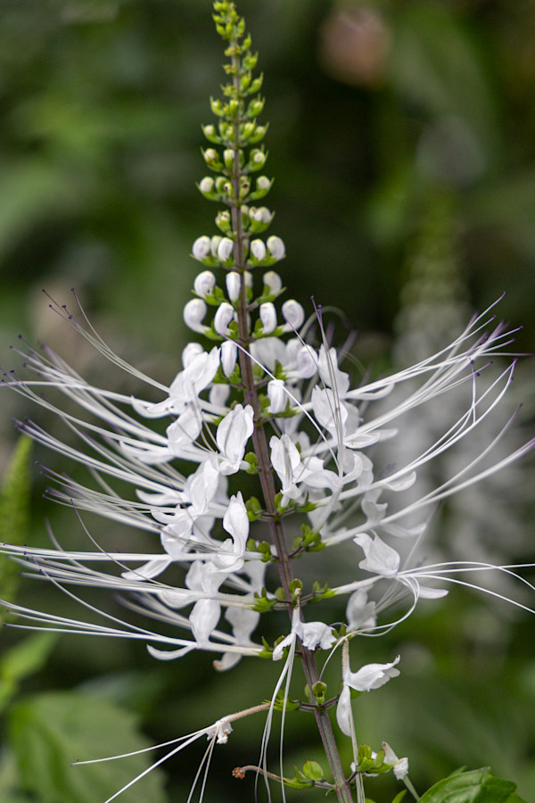 Cat's whiskers plant, also known as Java tea or kidney tea plant. by David Whited